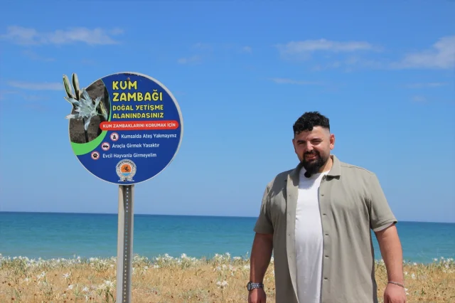 Karadeniz'in Beyaz İncileri Kum Zambaklarıyla Samsun'un Sahilleri Göz Kamaştırıyor