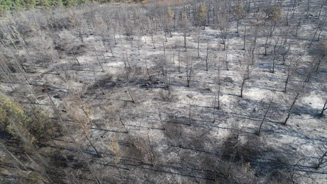 Tekirdağ’dan Çanakkale’ye Uzanan Büyük Yangının Etkileri Dronla Ortaya Çıktı