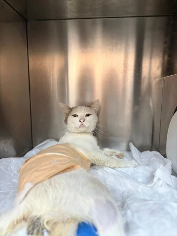 Burdur'da Kedinin Hayatını Kurtaran Zorlu Ameliyat