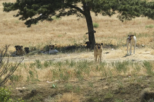 Ankara'da Sahipsiz Köpeklerin Tehlikeli Yürüyüşü Sürüyor