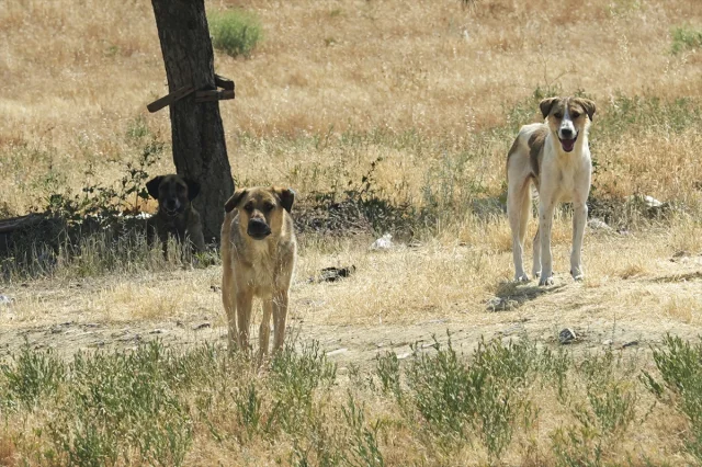 Ankara'da Sahipsiz Köpeklerin Tehlikeli Yürüyüşü Sürüyor