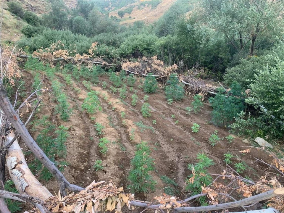 Bingöl’de Kapsamlı Uyuşturucu Operasyonu 5520 Kök Bitki Ele Geçirildi