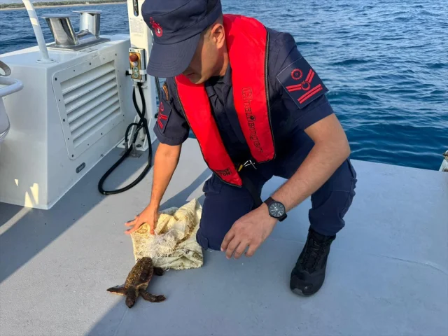 Antalya Kıyılarında Kurtarılan Deniz Kaplumbağası Doğaya Dönüyor