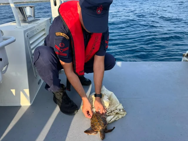 Antalya Kıyılarında Kurtarılan Deniz Kaplumbağası Doğaya Dönüyor