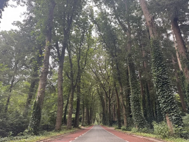Hollanda'nın Doğal Tünellerinde Eşsiz Sürüş Deneyimi
