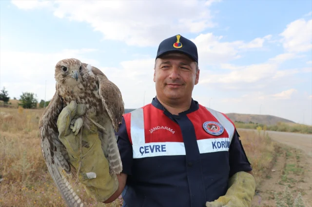 Yozgat'ta Bitkin Bulunan Göçmen Ulu Doğan Larını Koruma Altı...