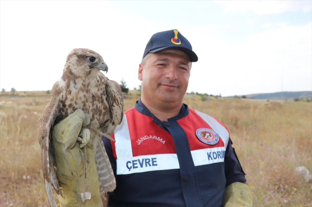 Yozgat'ta Bitkin Bulunan Göçmen Ulu Doğan Larını Koruma Altına Aldı