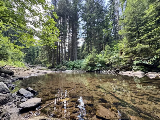 Giresun Paşakonağı Yaylası'nda Doğanın Sesi ve Manzarası Büy...
