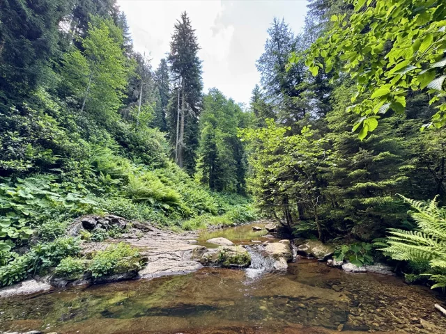 Giresun Paşakonağı Yaylası'nda Doğanın Sesi ve Manzarası Büyülüyor