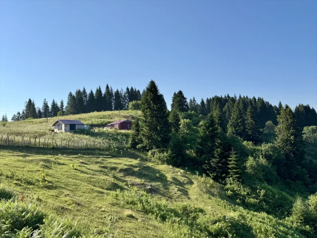 Giresun Paşakonağı Yaylası'nda Doğanın Sesi ve Manzarası Büyülüyor