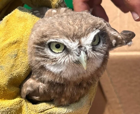 Erzincan'da Kurtarılan Baykuş Yavrusu Doğaya Dönmeyi Bekliyor