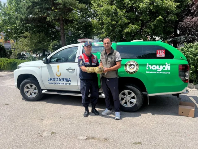 Erzincan'da Kurtarılan Baykuş Yavrusu Doğaya Dönmeyi Bekliyor