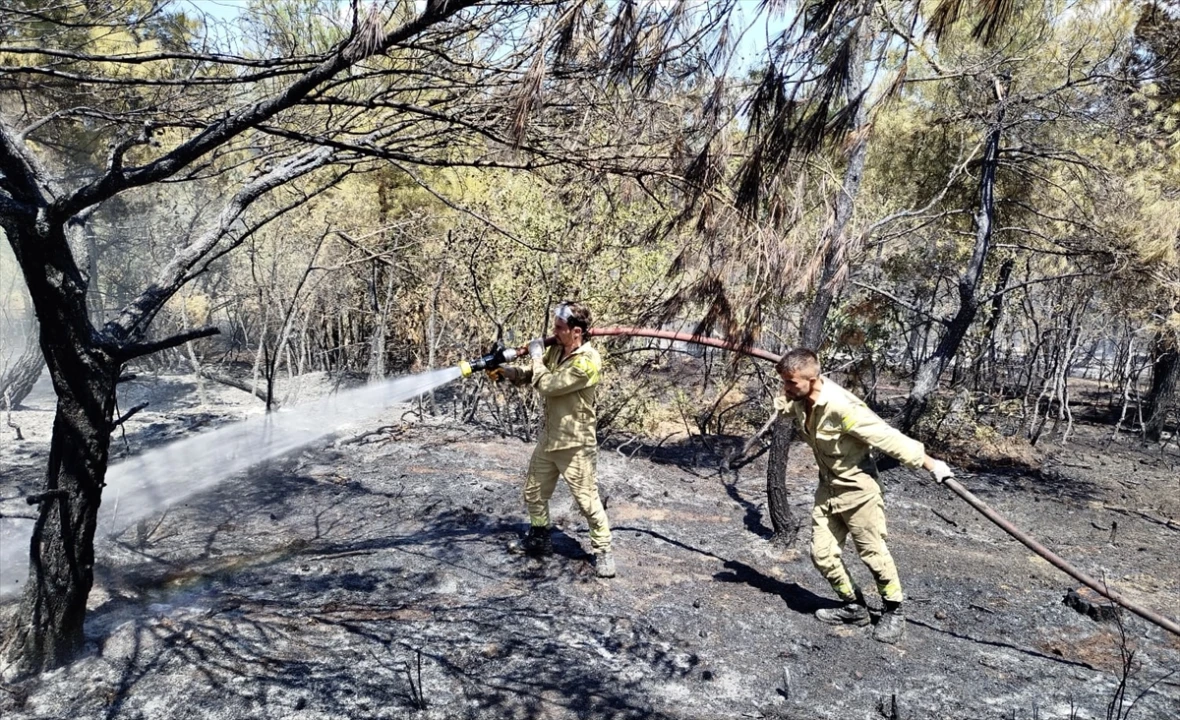 Sinop'ta Orman Yangını: Dört Saatlik Çalışmayla Söndürüldü