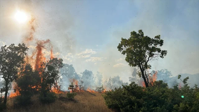 Bingöl'ün Ormanlarında Çıkan Yangınlar Hızla Kontrol Altına...