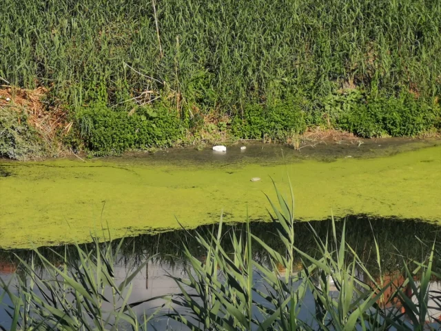 Lüleburgaz Deresi Kuraklıkla Yok Oluyor