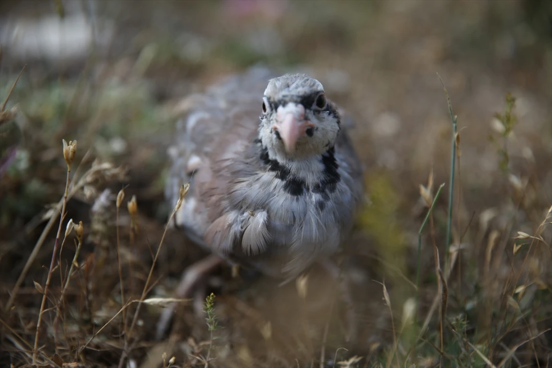 Kastamonu'da Kınalı Keklikler Doğaya Can Veriyor