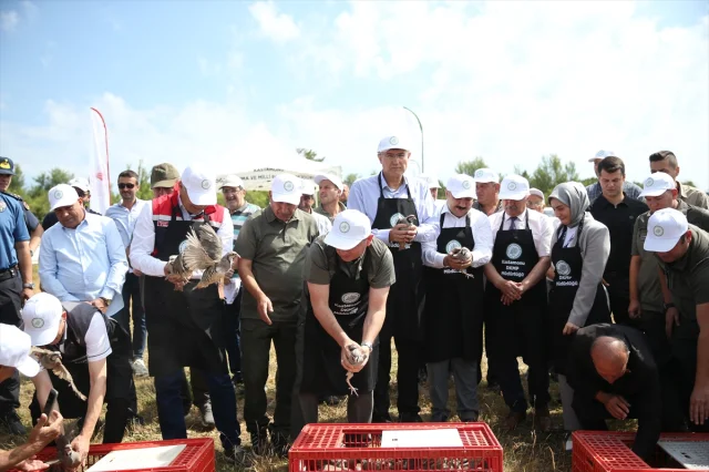 Kastamonu'da Kınalı Keklikler Doğaya Can Veriyor