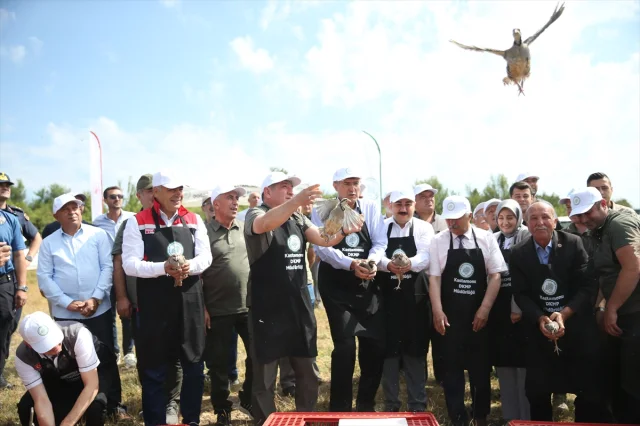 Kastamonu'da Kınalı Keklikler Doğaya Can Veriyor