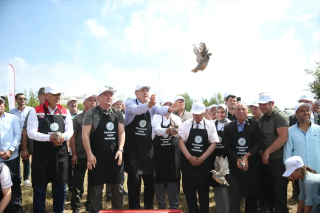 Kastamonu'da Kınalı Keklikler Doğaya Can Veriyor