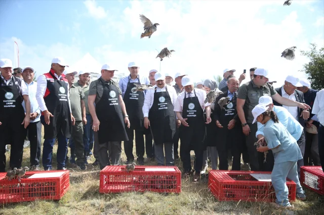 Kastamonu'da Kınalı Keklikler Doğaya Can Veriyor