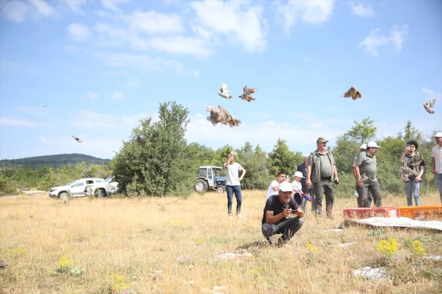 Kastamonu'da Kınalı Keklikler Doğaya Can Veriyor