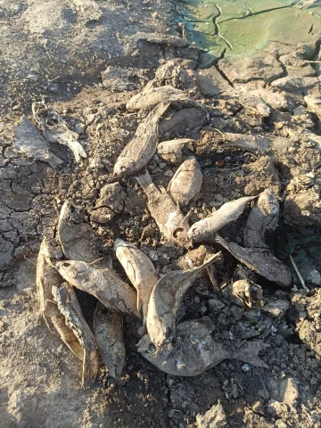 Şırnak'taki Göletlerde Balık Ölümleri Araştırılıyor