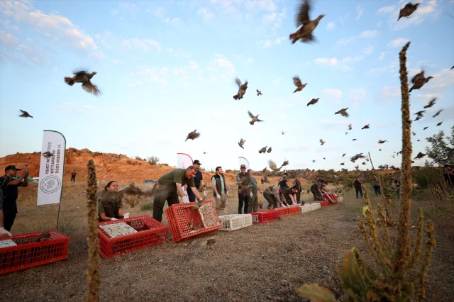 Kırklareli'nde Doğanın Korunması İçin 600 Keklik Doğaya Salındı