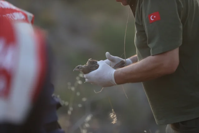 Kırklareli'nde Doğanın Korunması İçin 600 Keklik Doğaya Salındı
