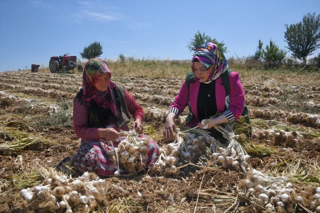 Yeşilay'dan Sarımsak Tarlasında Çalışan Kadınlara Anlamlı Zi...