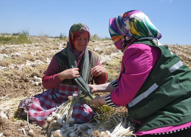 Yeşilay'dan Sarımsak Tarlasında Çalışan Kadınlara Anlamlı Ziyaret