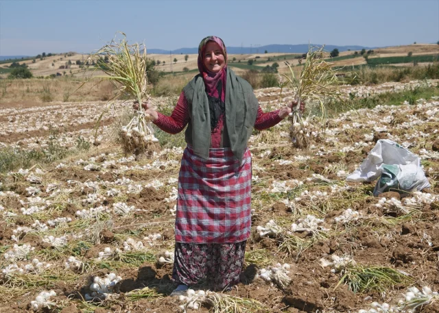 Yeşilay'dan Sarımsak Tarlasında Çalışan Kadınlara Anlamlı Ziyaret