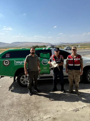 Batman'da Jandarma Yaralı Leyleği Kurtardı: Tedavi Süreci Ba...