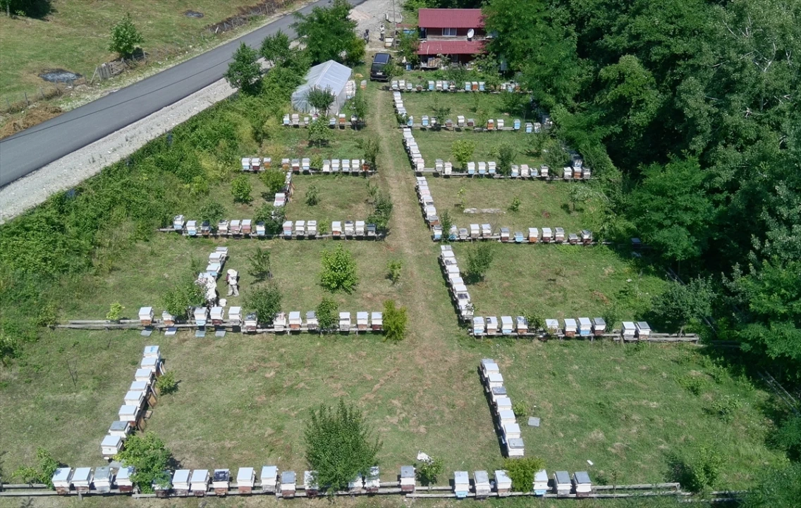 Sinop'un Eşsiz Kestane Balı Hasat Edildi ve Tüketiciyle Buluşmaya Hazırlanıyor
