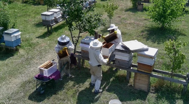 Sinop'un Eşsiz Kestane Balı Hasat Edildi ve Tüketiciyle Buluşmaya Hazırlanıyor