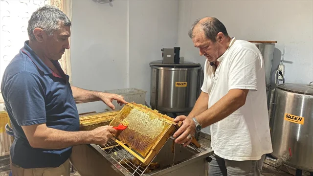 Sinop'un Eşsiz Kestane Balı Hasat Edildi ve Tüketiciyle Buluşmaya Hazırlanıyor