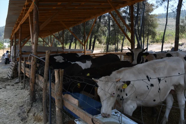 Bilecik'te Girişimcinin Yıllarca Üzerinde Çalıştığı Hayvan Irkları Yok Oldu