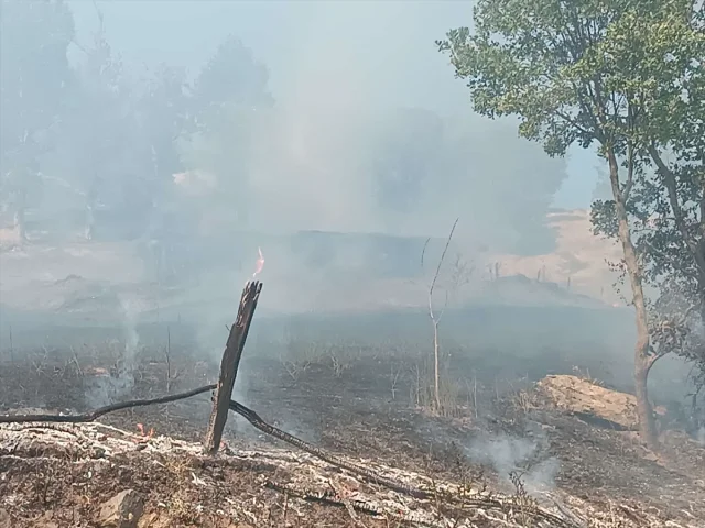 Tokat'ta Orman Yangını Alarmı Toplam 10 Dönüm Kül Oldu