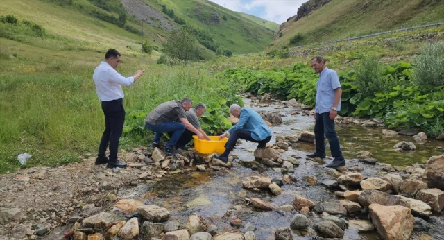 Karadere Vadisi'ne Alabalık Yavrularıyla Yeni Hayat