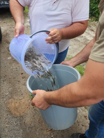 Karadere Vadisi'ne Alabalık Yavrularıyla Yeni Hayat