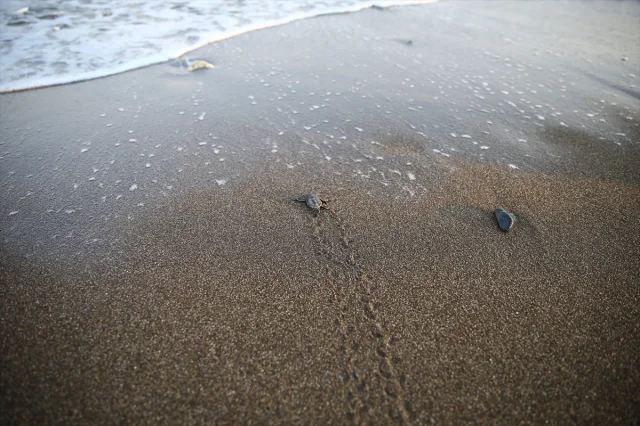 Mersin Kıyılarında Yavrular Denizle Buluşuyor