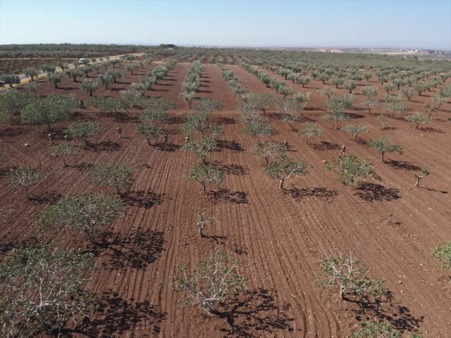 Kilis'te Antep Fıstığı Bahçelerinde Jandarmadan Yoğun Güvenl...