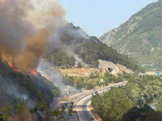 Sakarya'da Çıkan Orman Yangını Korkuttu