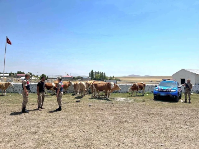 Kars'ta Jandarma Kayıp Hayvanları Buldu