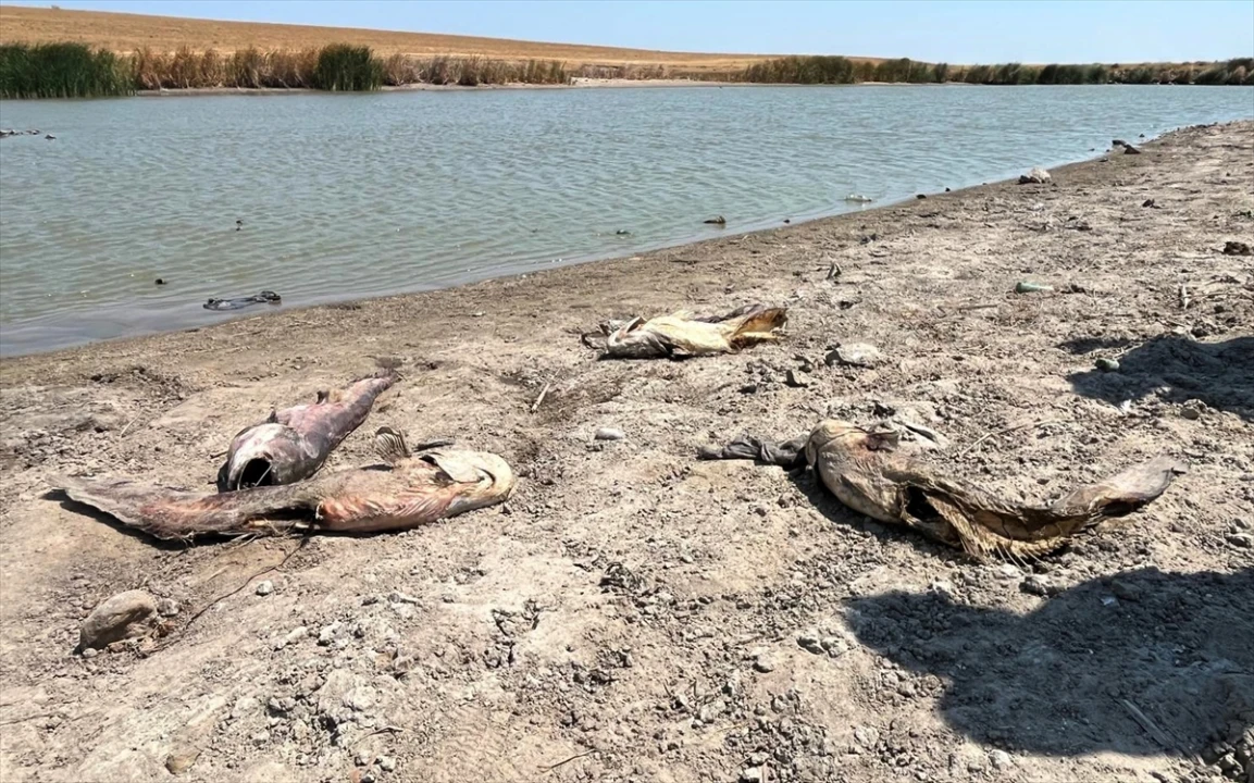 Tekirdağ'da Balık Ölümleri ve Su Sorunu Artıyor