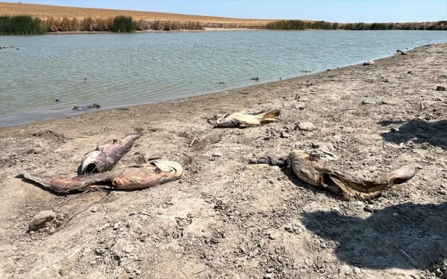 Tekirdağ'da Balık Ölümleri ve Su Sorunu Artıyor