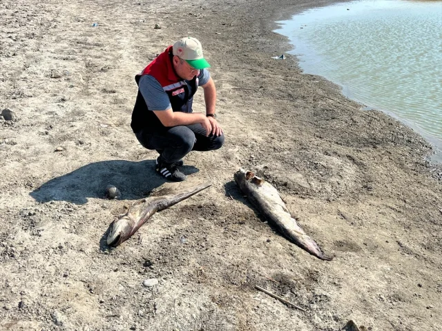 Tekirdağ'da Balık Ölümleri ve Su Sorunu Artıyor