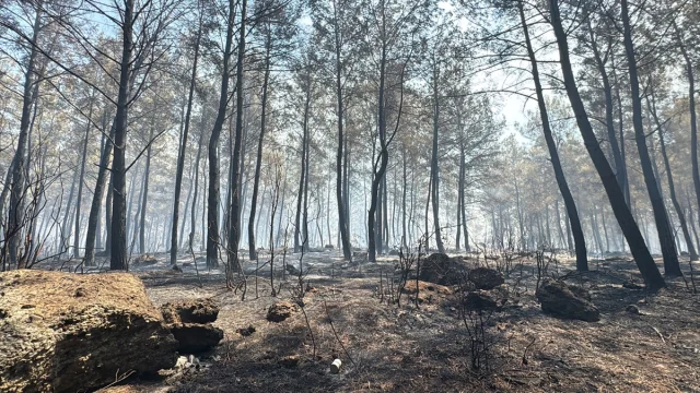 Antalya'nın Orman Yangınlarıyla Mücadelesi Devam Ediyor