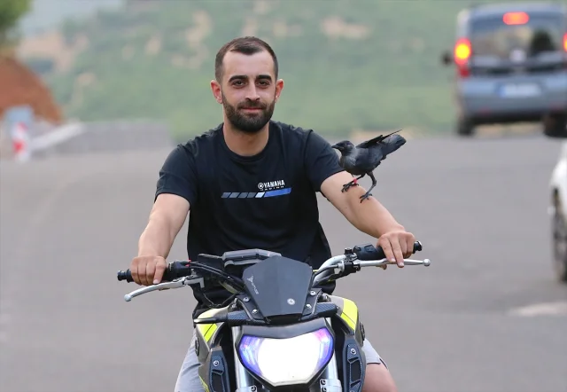 Bingöllü Teknisyenin Şaşırtıcı Karga Dostluğu Görenleri Büyülüyor