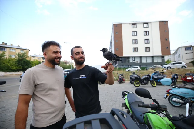 Bingöllü Teknisyenin Şaşırtıcı Karga Dostluğu Görenleri Büyülüyor