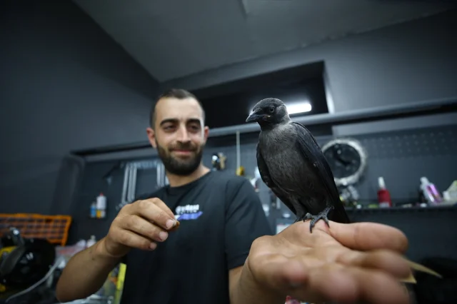 Bingöllü Teknisyenin Şaşırtıcı Karga Dostluğu Görenleri Büyülüyor